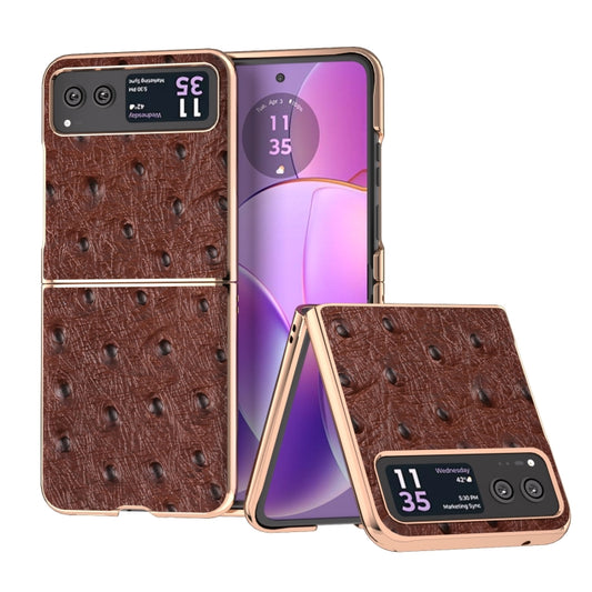 For Motorola Razr 40 Nano Plating Genuine Leather Ostrich Texture Phone Case(Coffee) - Motorola Cases by PMC Jewellery | Online Shopping South Africa | PMC Jewellery | Buy Now Pay Later Mobicred