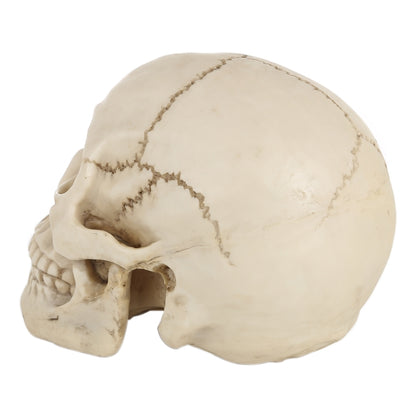 Skull Head Hallowmas Prop Gadget Display, Size: 19(L) x 13(W) x 14cm(H)(White) - Halloween Prop Decorations by PMC Jewellery | Online Shopping South Africa | PMC Jewellery | Buy Now Pay Later Mobicred